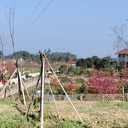 云岭金秋樱花海