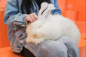 安哥拉巨兔体验馆(郑州总店)