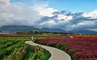 千亩锦绣花田