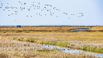 上海崇明东滩鸟类国家级自然保护区
