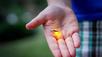 仲夏夜精灵萤火虫主题公园