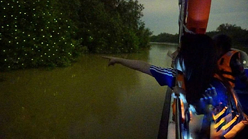 Kuala Selangor Fireflies