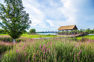 大运河森林公园