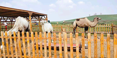 希拉穆仁草原呼格吉勒塔拉牧场