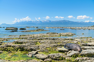 凯库拉毛皮海狮聚集区