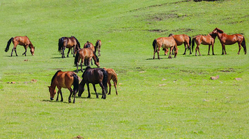 希拉穆仁草原扎日格马场
