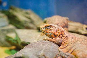 伯恩茅斯水族馆
