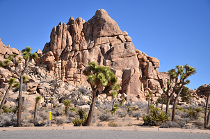 约书亚树国家公园