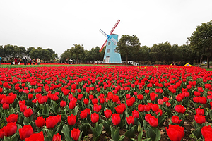 武汉农业集团郁金香主题公园