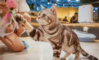 猫咪博物馆（吾悦广场店）