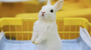 上海安哥拉巨兔主题馆