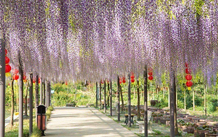 常熟江南红豆园