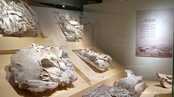 古哺乳动物展厅