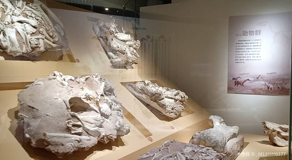 古哺乳动物展厅