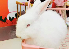 南宁安哥拉巨兔体验馆