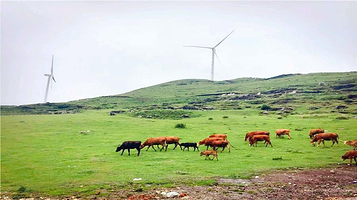 山花牛奶牧场(观清路店)