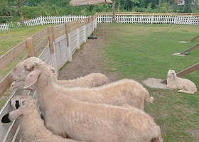 太湖溇港绵羊牧场