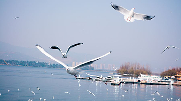 滇池海鸥观景点