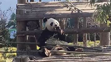 西霞口神雕山野生动物世界