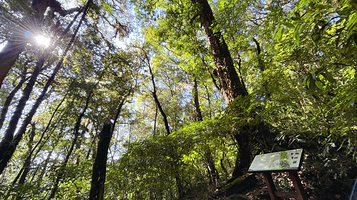 Kew Mae Pan nature trail