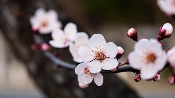 广州市白云山风景名胜区-梅花谷
