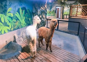 未来动物城(盐城吾悦广场店)