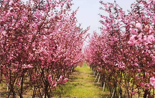 辽宁凤城草河国家湿地公园