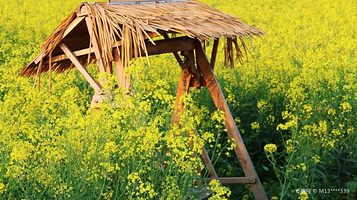 张圩油菜花海