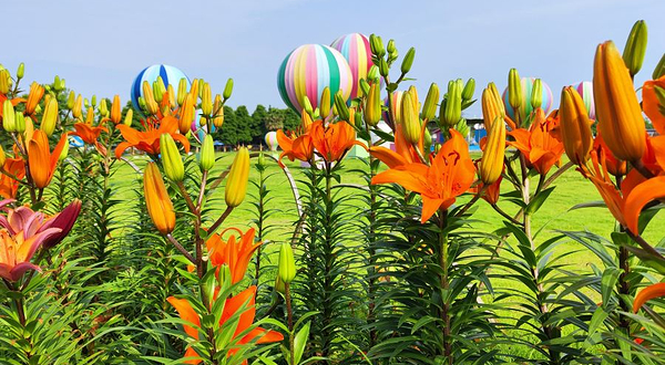 什邡市师古镇红豆幸福里景区