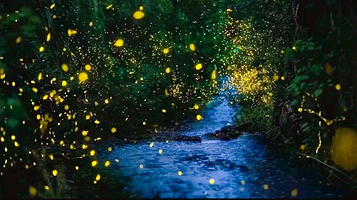 云之光看看萤火虫