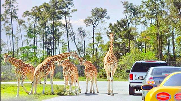 雄狮动物野生王国
