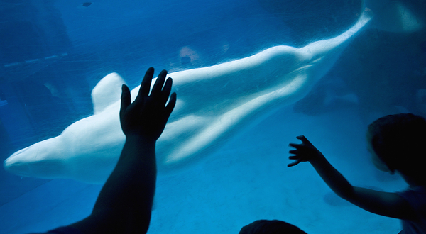 谢德水族馆