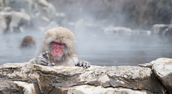 地狱谷野猿公苑