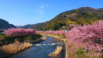河津樱花