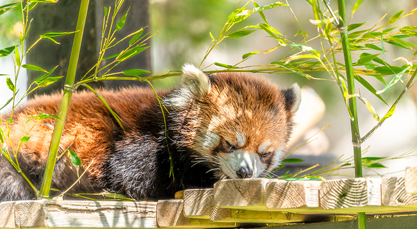 卡尔加里动物园