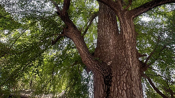 禅林寺古银杏风景园