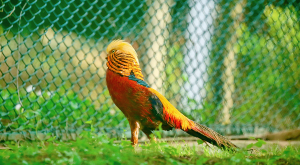 秦岭四宝科学公园