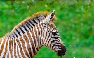 曲阜新鹿动物园