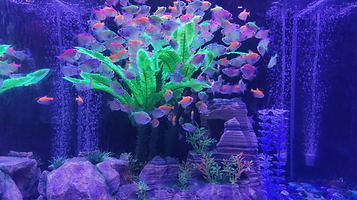 藏游坛城奇幻海洋馆