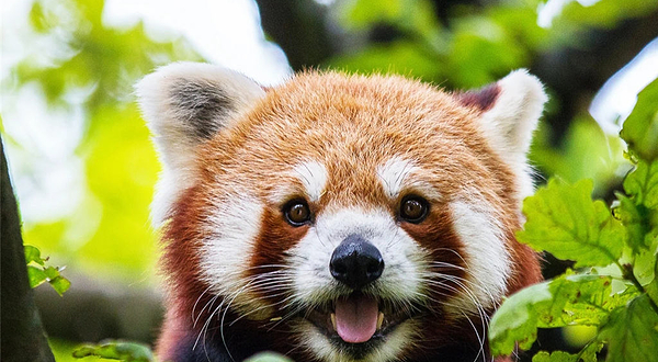 怀化野生动植物园