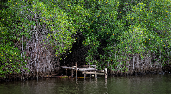 Bentota River