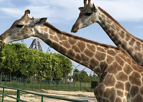 盐城大丰港动物园