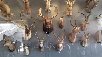 肯尼斯贝林自然博物馆