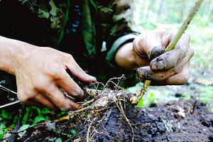 长白山人参采摘园(林下参种植基地)