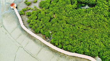 特呈岛红树林湿地公园