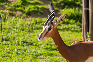 布达佩斯动物园和植物园