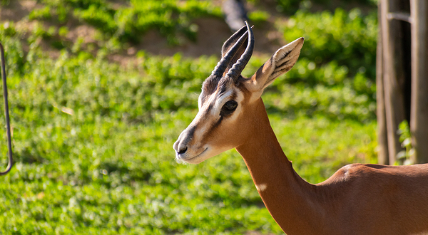布达佩斯动物园和植物园