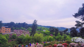 重庆自驾游放牛村杜鹃花