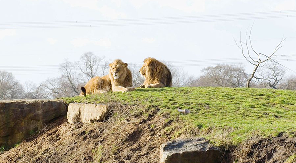 约克郡野生动物园