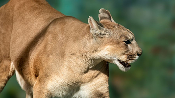 合肥野生动物园